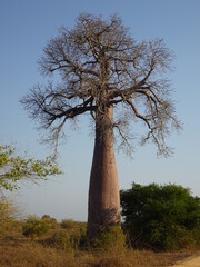 Fototapeta na wymiar The baobab tree shaped like a wine bottle(Madagascar)