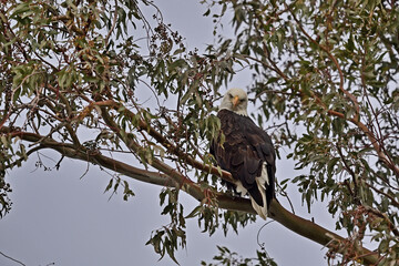 Bald Eagle on Eucalyptus Branch - Sacramento NWR