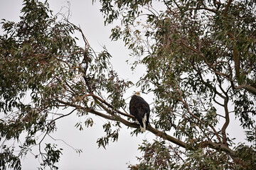 Bald Eagle on Eucalyptus Branch - Sacramento NWR