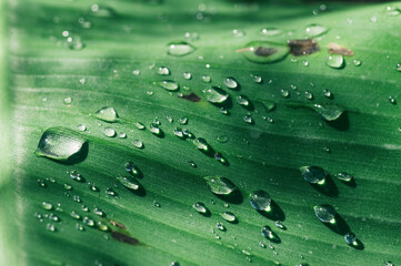 water drops on green leaf, purity nature background