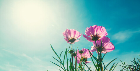 purple flower and sunlight blue sky background