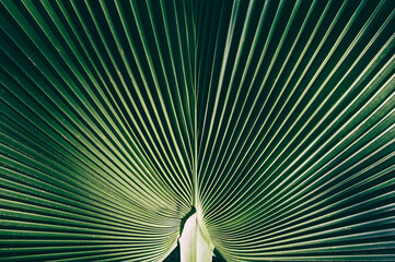 tropical palm leaf, abstract nature background