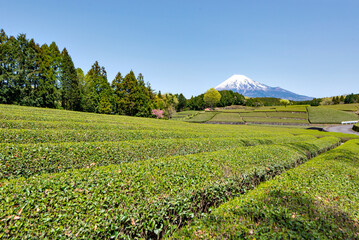 Fuji Mountain and Green Tea Plantation at Obuchi Sasaba, Fujinomiya, Shizuoka, Japan
