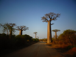 Fototapeta na wymiar The alley of baobabs with gradation blue sky