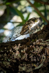 Cicada in the wild and natural state, an insect that is characterized by spending a year underground to live for just a few hours singing