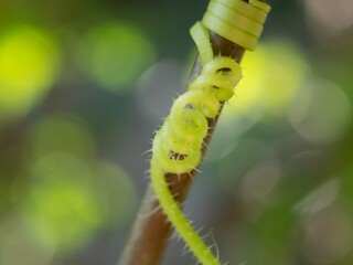 close up of a plant