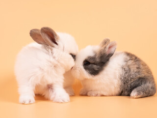 Two adorable white rabbits sitting on a yellow background. Two lovely rabbit sitting together