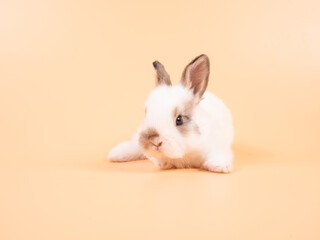 Obraz premium White adorable baby rabbit on yellow background. Cute baby rabbit.