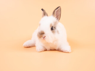 White adorable baby rabbit on yellow background. Cute baby rabbit.