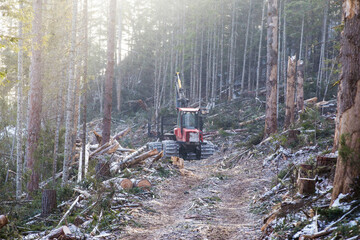 The work of heavy logging equipment in the winter taih. A forwarder, loaded with sawed wood,...