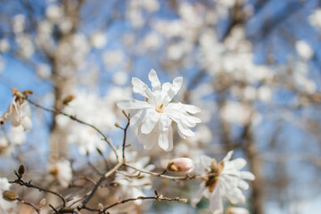 Flower of the Magnolia grandiflora, the Southern magnolia or bull bay, tree of the family...