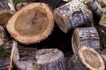 cut tree trunks. Clearing the park. Ecological catastrophy
