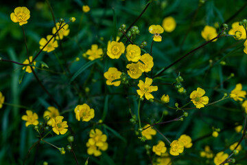Beautiful yellow flowers on a green background. Summer gifts of nature. Natural beauty.