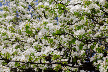 Blooming apple tree in the city. Spring flowers on the tree. Natural background.