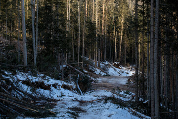 Logging site in the winter taiga. Timber road at the logging site.
