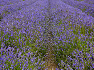 Rows of lavender in full bloom near Letchworth, UK