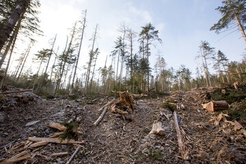 Logging site in the winter taiga. Steep slope of a cleared area in a coniferous forest.