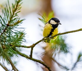 Obraz na płótnie Canvas Bird tit on a pine branch close up