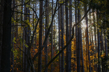 Peaking Sun Through Trees