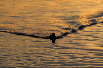 Silhouette of a duck swimming across still water at sunset, creating symmetrical ripples and illustrating avian behavior, aquatic habitat use, and calm surface hydrodynamics