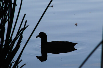 Silhouette of a solitary duck gliding through still water near reeds, capturing wetland avian behavior, habitat interaction, and ecological stillness during twilight conditions