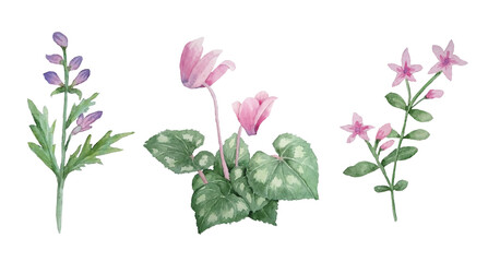 Watercolor hand drawn illustration of pink violet purple cyclamen wild flowers. Forest wood woodland nature plant, realistic design leaves petals. For wedding cards, invitation, design textile.
