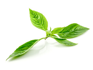 fresh Sweet Basil, Thai Basil leaf (Ocimum basilicum) isolated on white background