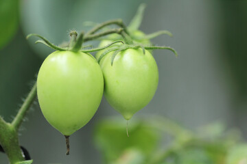 close up of the young green tomatoes on the vine 