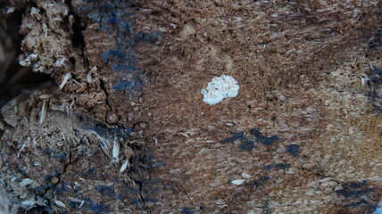 Sawed old tree, sawn cut, close-up cut