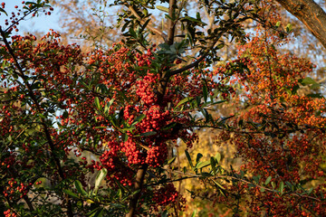 森の南天の実　
The red nandina fruits in the forest