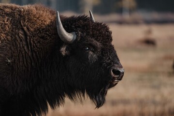 american bison in park
