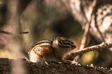 Chipmunk sitting on a wood
