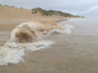 Waves crashing on a dead whale on the shore of the sea