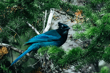 Blue jay sitting on a tree
