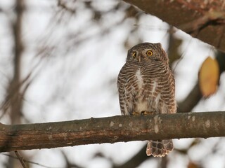 Barred Owlet Sitting on Tree