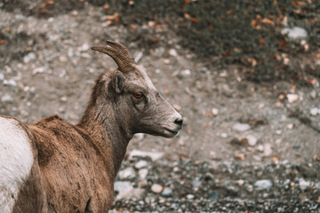 Close look for staring goat