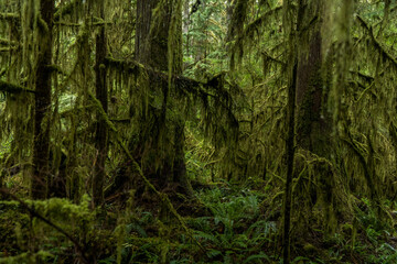 In the middle of rainy forest