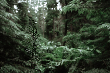 Old rainy forest with small plant