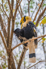 Great hornbill on branch in nature © sunti
