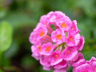 Small pink flowers in flower garden.