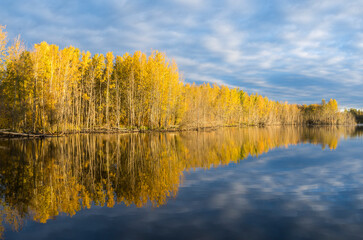 Yellow trees with water reflection