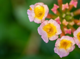 Small pink flowers in flower garden.