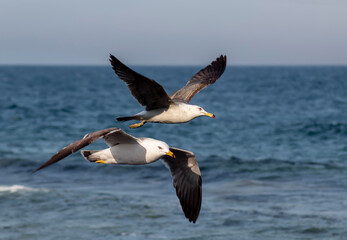 Seagulls flying over the sea