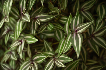 Beautiful green tropical leaves. Leaf texture background