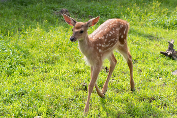 Spotted deer on the grass