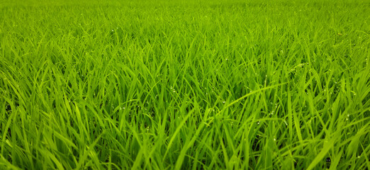 Green grass Background of Rice field