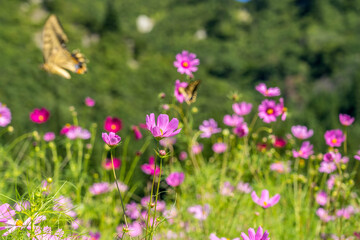 Fototapeta premium 飛翔