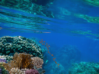 underwater coral reef landscape background in the deep blue ocean with colorful fish and marine life