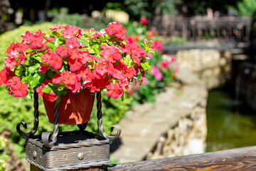 Fototapeta na wymiar Beautiful park is decorated with flowers. Pitunia flowers in pots outside.