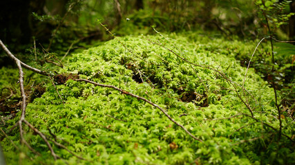 Forest Floor Greenery in Succulent New Zealand Native Bush